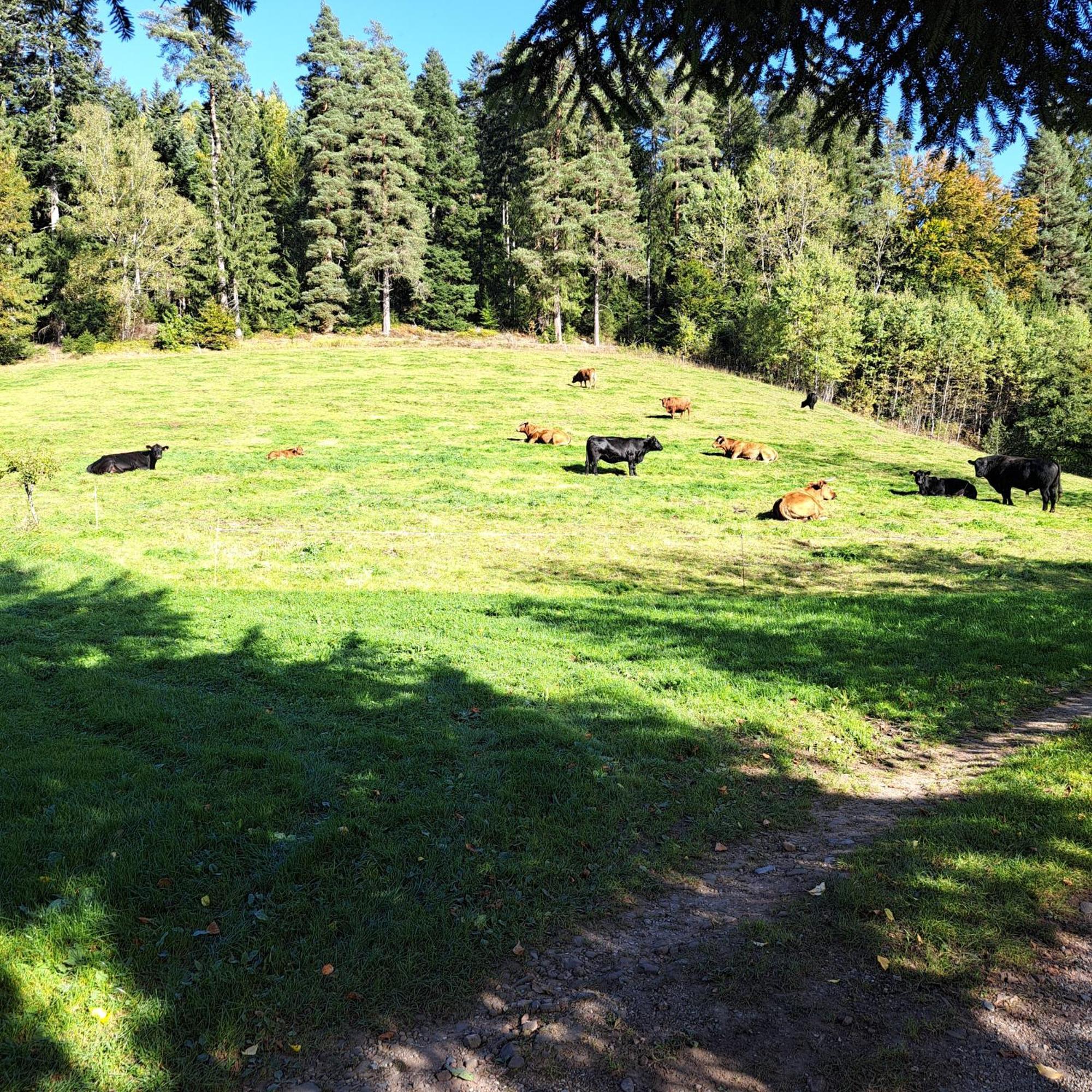 Ferienhaus Schwarzwald Seewald Erzgrube Badesee 100% Natur Екстер'єр фото